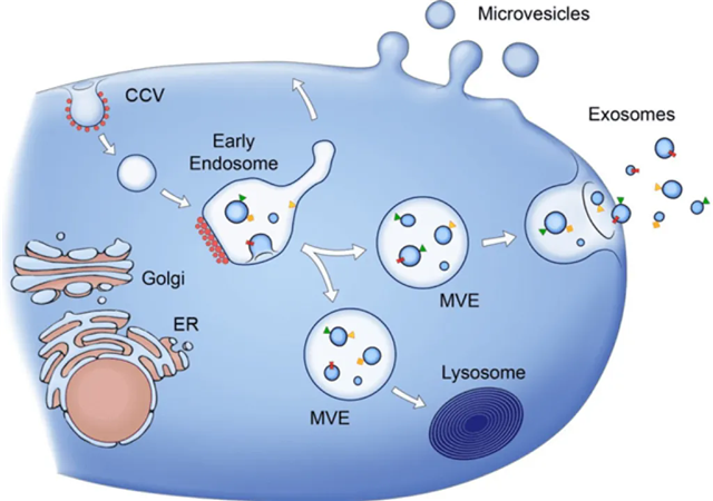 640.webp (7)_副本.png