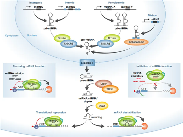 640.webp (3)_副本.png