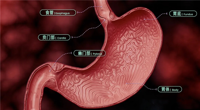 156例胃癌 | CIK細胞提高(gāo)生(shēng)命質量，延長(cháng)患者生(shēng)存期