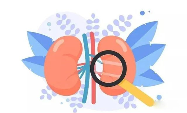 幹細胞有(yǒu)效改善腎功能(néng)，逆轉腎衰竭