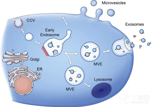 肺部養護神器(qì) | 幹細胞外(wài)泌體(tǐ)霧化(huà)吸入療法